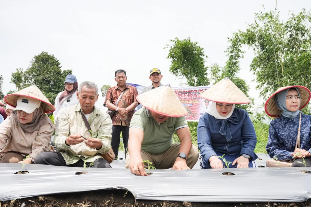 “Airnya Susah Pak” : Petani Betimus Mbaru Mohon Irigasi Setelah Dapat Lahan Gratis Dari Bupati