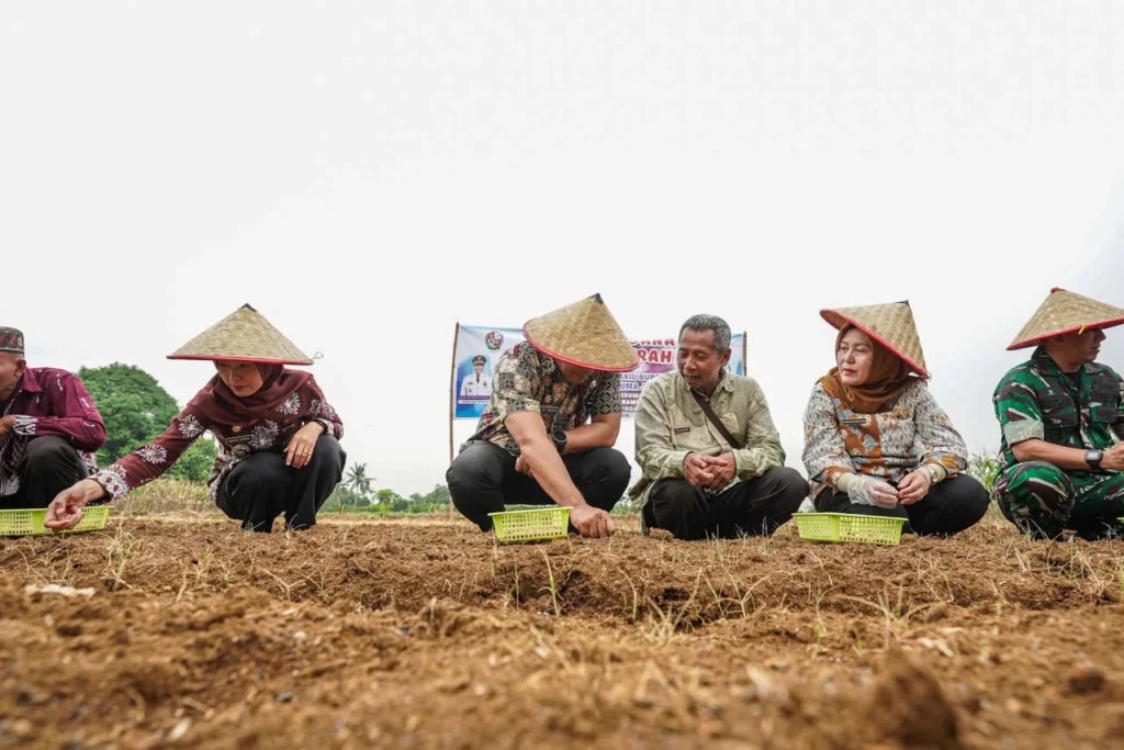 TANAM 2 TON BIBIT BAWANG MERAH DI NAMORAMBE, BUPATI DELI SERDANG PERINTAHKAN PENYULUH JANGAN CUMA TEORI