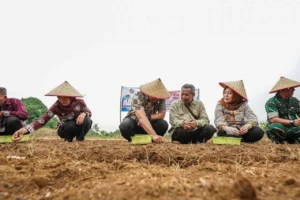 TANAM 2 TON BIBIT BAWANG MERAH DI NAMORAMBE, BUPATI DELI SERDANG PERINTAHKAN PENYULUH JANGAN CUMA TEORI