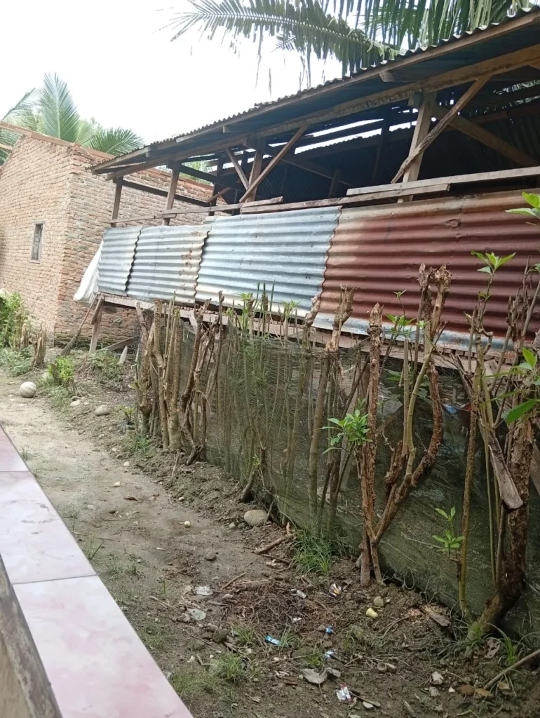 ZALIM! Ternak Kambing di Samping Teras Orang, Warga Kualanamu Beringin Deli Serdang Teriak Minta Keadilan
